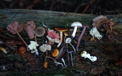 Medicinal Mushrooms: Enhancing Health and Well-being Naturally