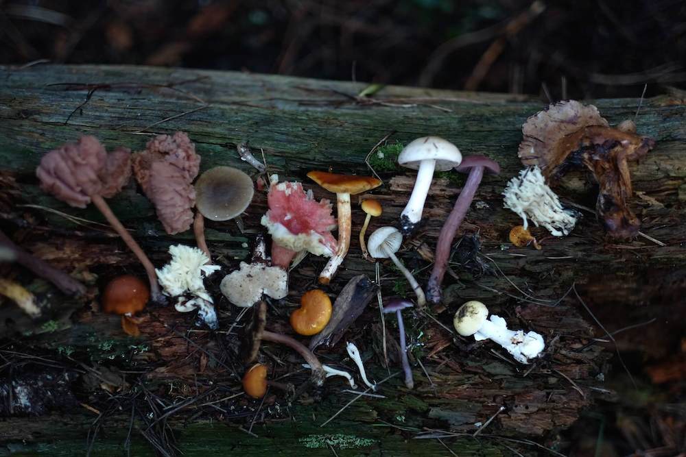 mushrooms-sydneystrengthconditioning
